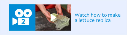Watch how to make a lettuce replica